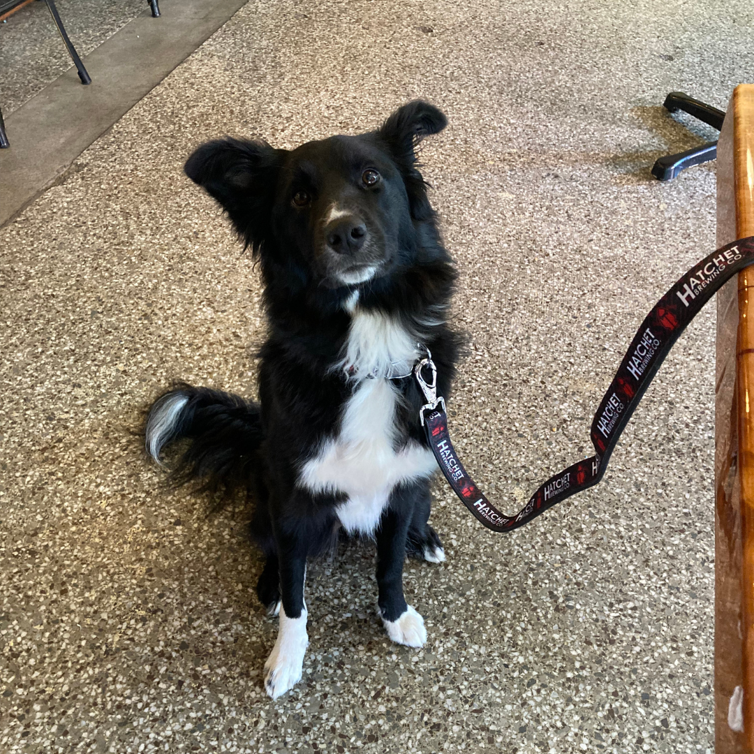 Dog leash companies best sale